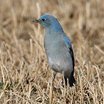 Mountain Bluebird